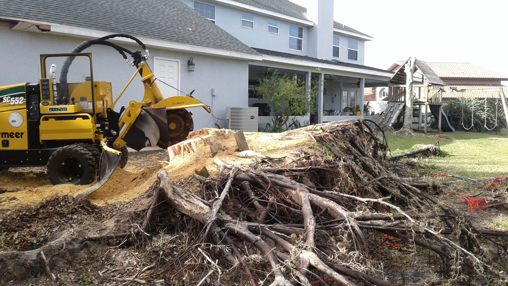 Cedar tree removal, The Villages FL
